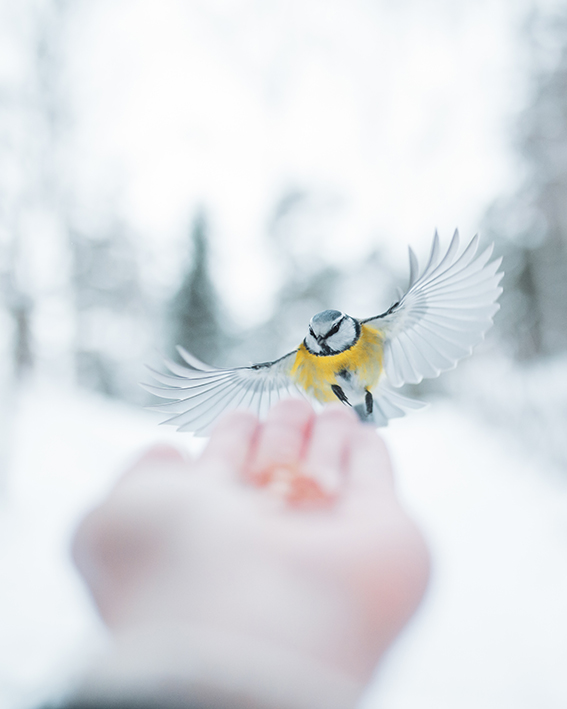 Basteln im Winter - Vogelfutter-Hänger